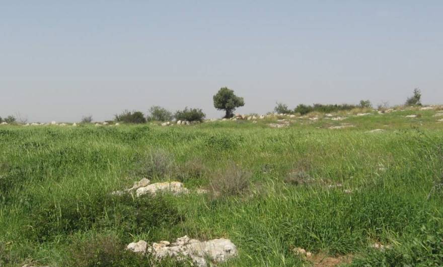 אלבום תמונות: שטח מסוקל ותחום באבן בראש המדרון הדרומי – שדה (?), מתחם גרנות (?) אלבום תמונות: שטח מסוקל ותחום באבן בראש המדרון הדרומי – שדה (?), מתחם גרנות (?)