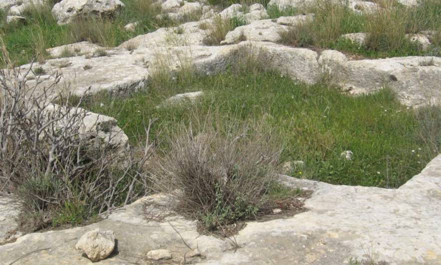 אלבום תמונות: גת גדולה ובה שרידי פסיפס אלבום תמונות: גת גדולה ובה שרידי פסיפס