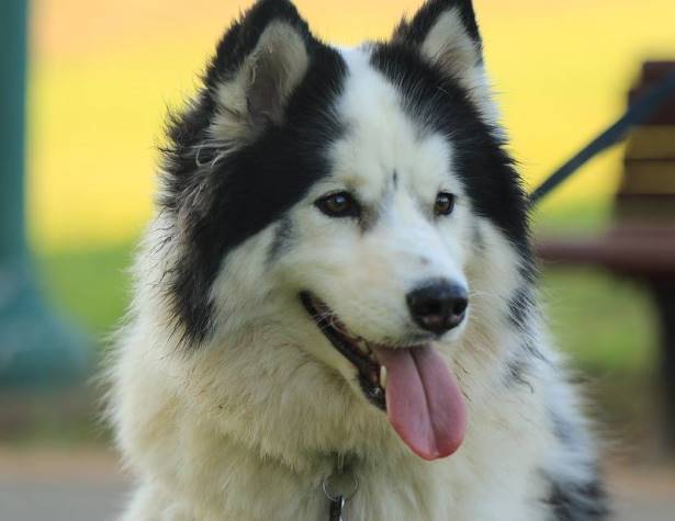 חקלאות ובעלי חיים