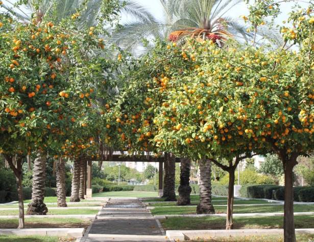 גינה מאחורי מרכז מרלז גינה מאחורי מרכז מרלז