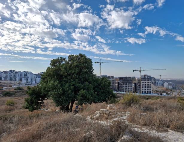 עץ החרוב בגבעת הבריפיליה. ברקע שכונת מורשת עץ החרוב בגבעת הבריפיליה. ברקע שכונת מורשת