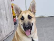 תמונה של הכלב/ה גימי תמונה של הכלב/ה גימי