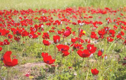 דרום אדום - סיור ט''ו בשבט