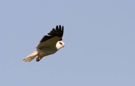 סיור צפרות סיור צפרות