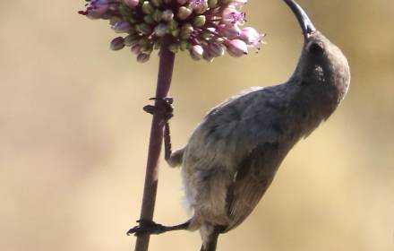 סיור בגבעות הדרום-מערביות של מודיעין
