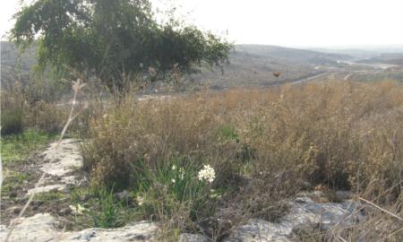 תמונות: פריחת נרקיס מצוי בראש גבעת האתר הארכיאולוגי