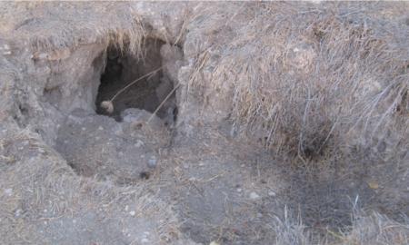 תמונות: מאורה פעילה, ככל הנראה של דורבן, במדרון הצפוני של גבעת התיתורה