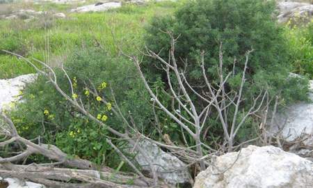 אלבום תמונות: עץ תאנה הצומחת מתוך חלל תת-קרקעי (כנראה בור מים)