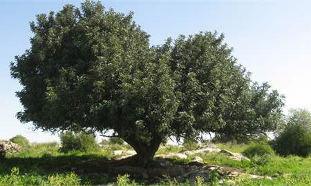 אלבום תמונות: עץ חרוב מרשים בכניסה לכפר אל-כונייסה