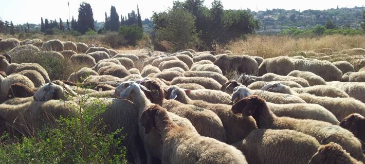 עדר כבשים באזור מכבים