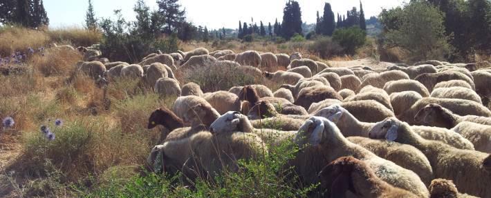 עדר כבשים הגיע לעיר