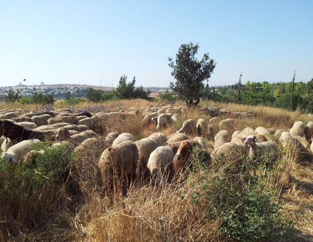 עדר כבשים. תמונה להמחשה