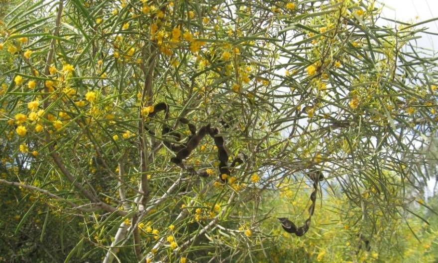 תמונות: שיטה מחטנית