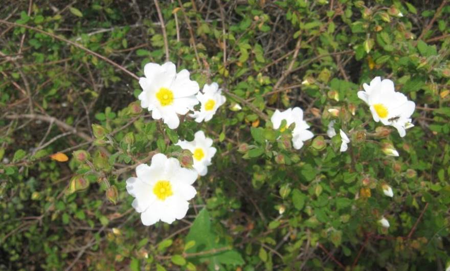 תמונות: לוטם מרווני (כנראה נטוע – לא אופייני לאזור)