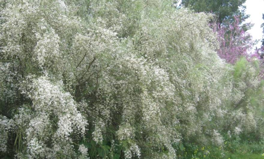 תמונות: פריחת רתמים וכליל החורש (נטיעות קק''ל) ממערב לדרך הפטרולים