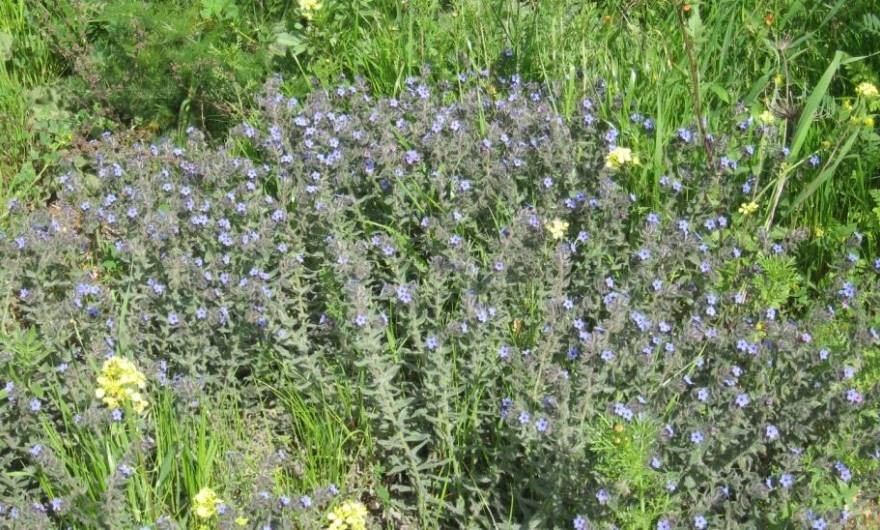 תמונות: אלקנה סמורה