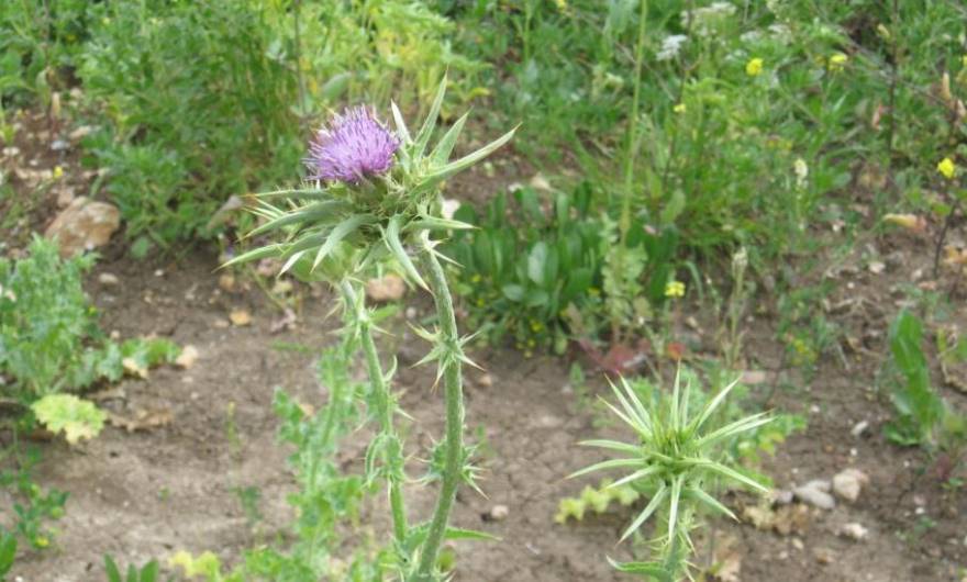 תמונות: גדילן מצוי