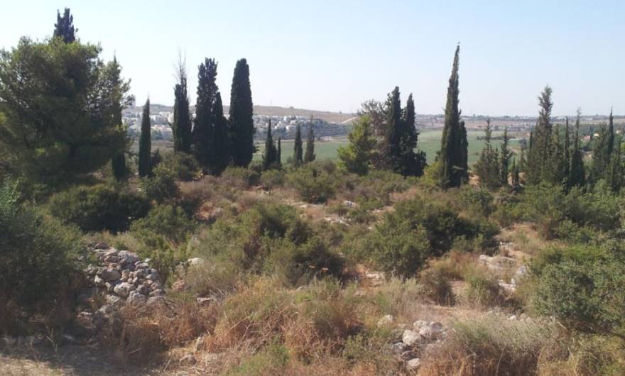 תמונות: גבעת הברושים - ראש המדרון הצפוני