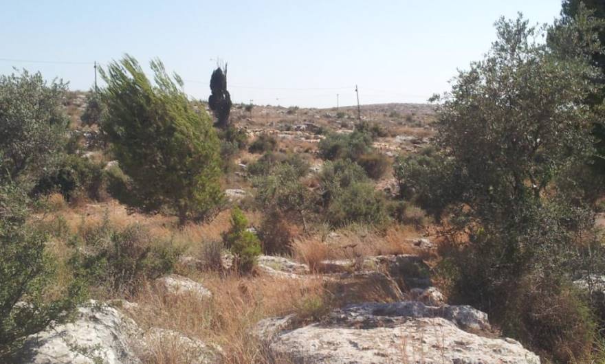 תמונות: גבעת הברושים – המדרון הדרום-מערבי