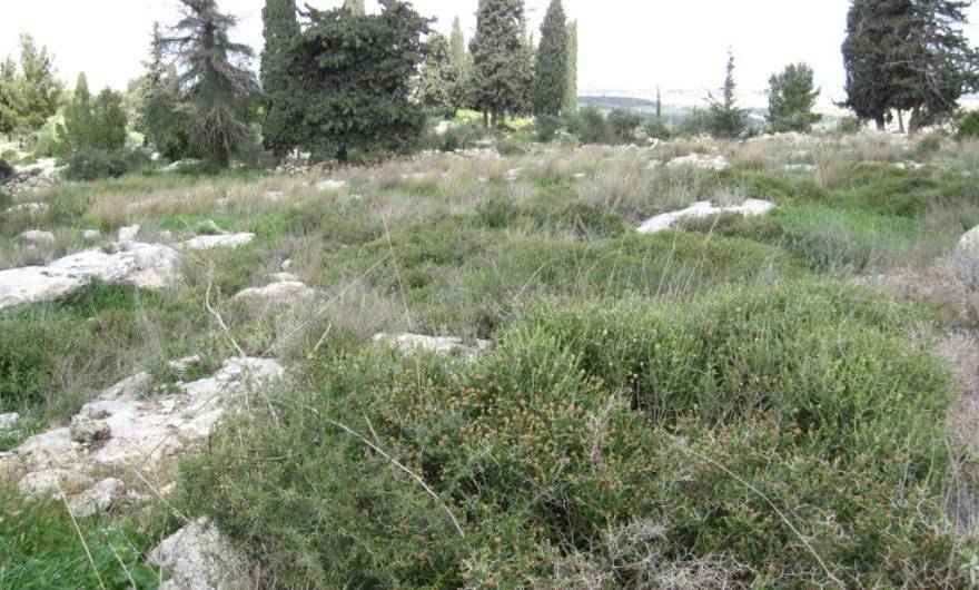 תמונות: בתת סירה קוצנית במדרון הדרום-מזרחי