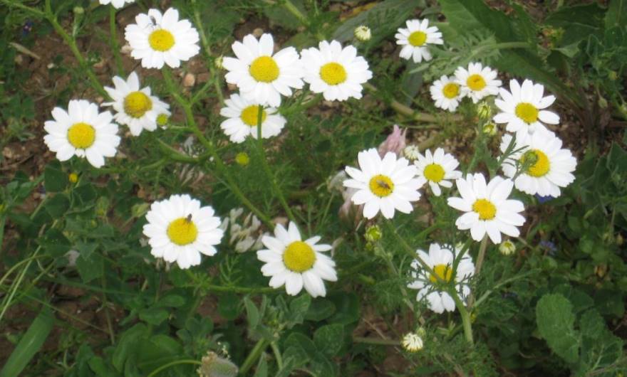 תמונות: קחוון