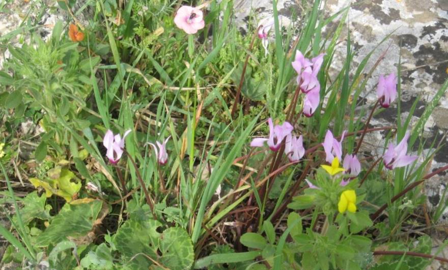 תמונות: רקפת מצויה וטופח