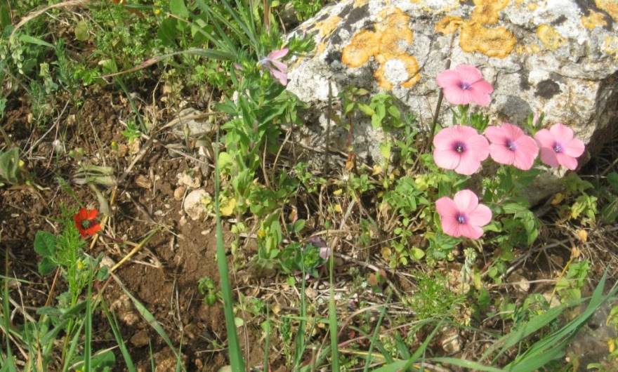 תמונות: פשתה ודמומית קטנת-פרי