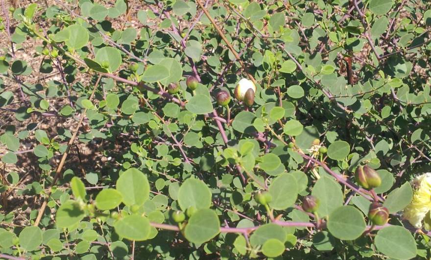 תמונות: צלף קוצני