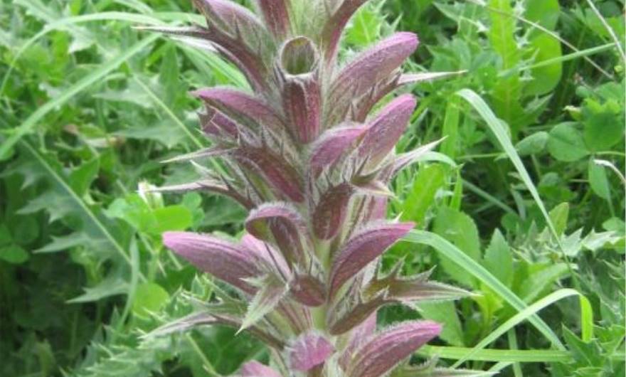 תמונות: קוציץ