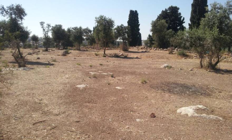 תמונות: פסגת הגבעה – מופע קיץ. ככל הנראה, מדובר בתוצאות פעילות יזומה (רעייה\ ריסוס)