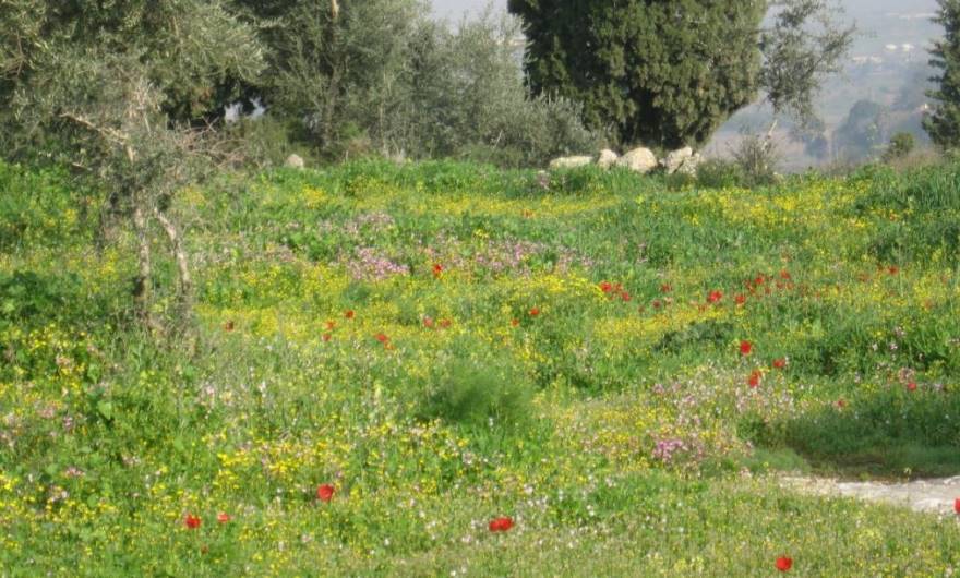 תמונות: מצפון לחורבה ציפורנית מצרית, כלניות, סביון אביבי