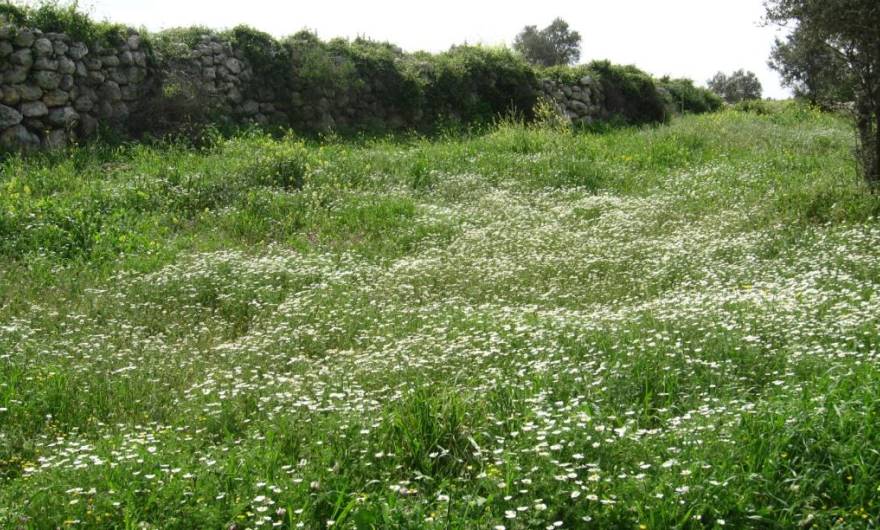 תמונות: מרבד קחוונים