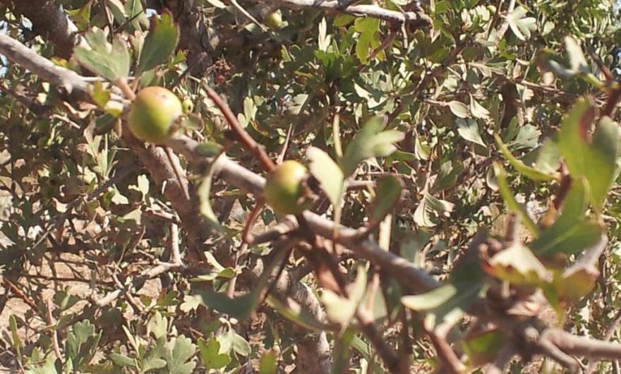 תמונות: עוזרר קוצני
