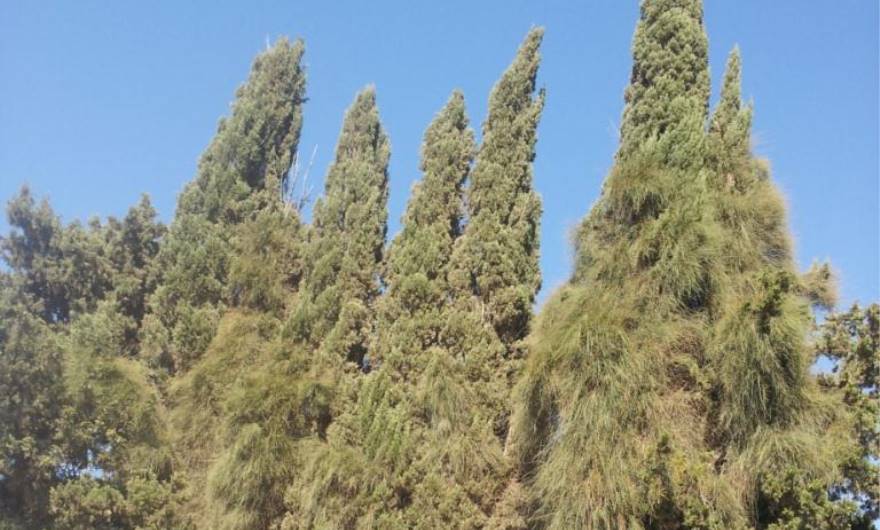 תמונות: מטפסים (שרביטן) על ברושים