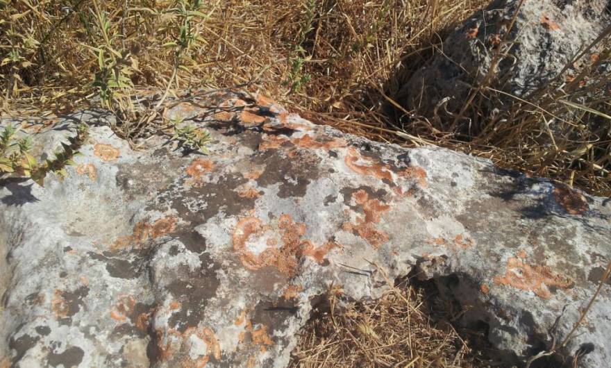 תמונות: חזזיות