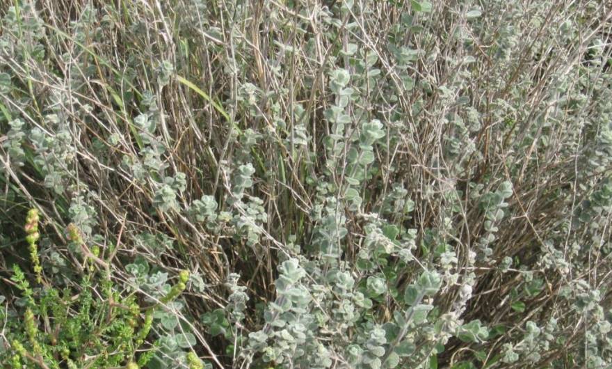 תמונות: אזוב מצוי