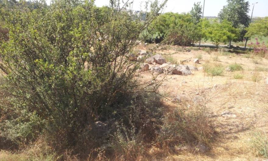 תמונות: עץ אשחר צומח מתוך חלל תת-קרקעי, כנראה בור מים – צפון הגבעה, ליד הכביש למכבים