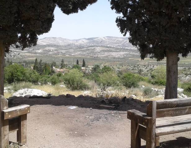 גבעת הברושים