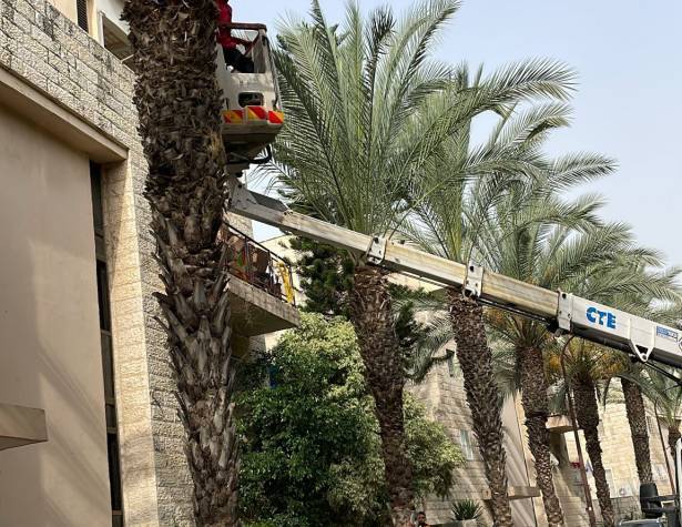 גיזום עצי דקל בשדרות עמק החולה