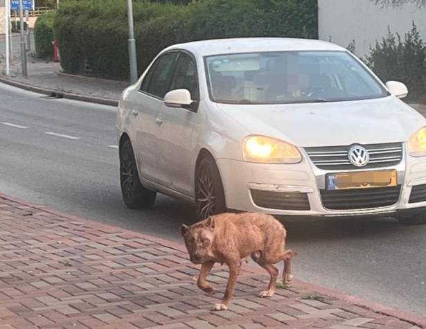 מקרה כלבת נוסף בעיר