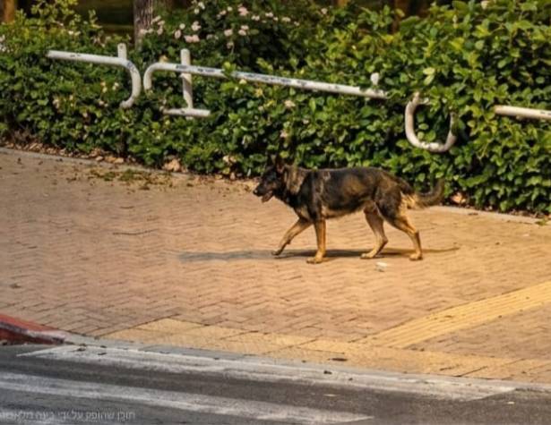 תקיפת כלב באזור שכונת מוריה תקיפת כלב באזור שכונת מוריה