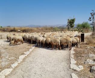 עדר הכבשים בתיתורה