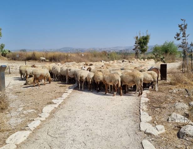 עדר הכבשים בתיתורה