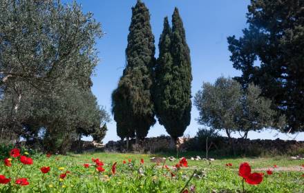 גבעת הברושים – בטבע שלי גבעת הברושים – בטבע שלי